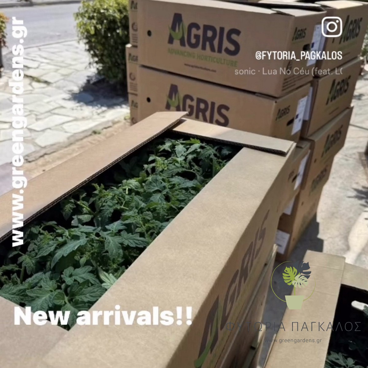 🌱 ΚΗΠΕΥΤΙΚΑ ΦΥΤΑ | Φυτώριο Online – Ντομάτες, Πιπεριές, Λαχανικά - 4